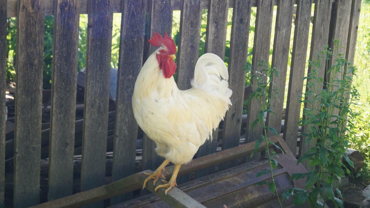 Ferienwohnung auf einem richtigen Bauernhof Finkenstein am Faaker See Exterior foto